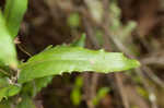 Green rockcress